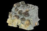 Ammonite (Promicroceras) Fossil Cluster - Marston Magna Marble #129305-2